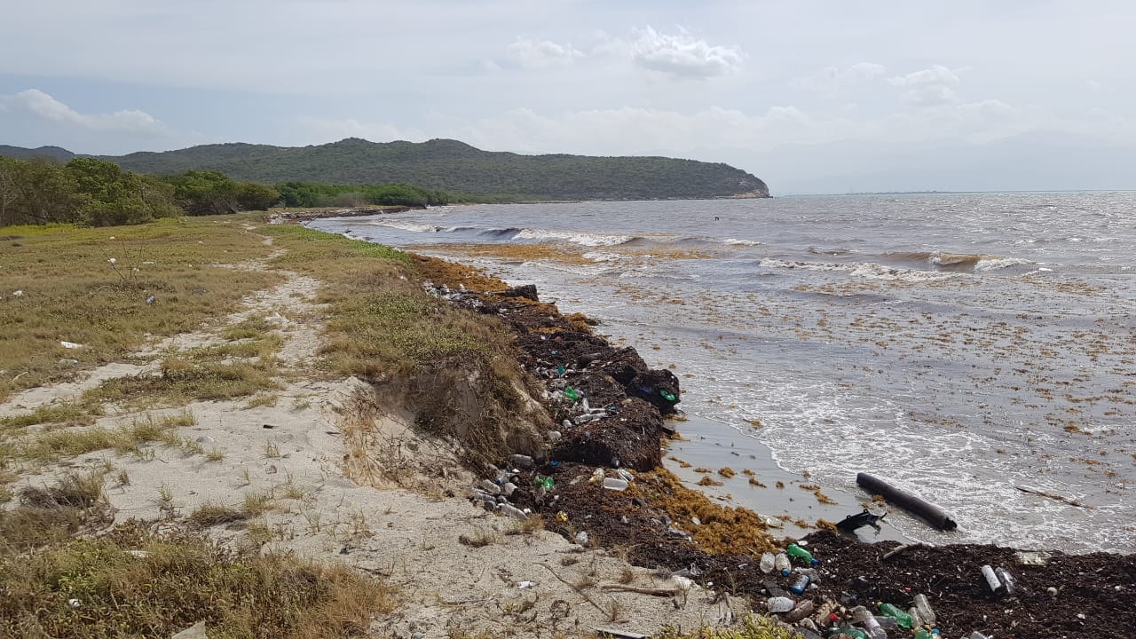 A section of the Barmouth Beach shoreline showing the buildup of Sargassum and marine litter