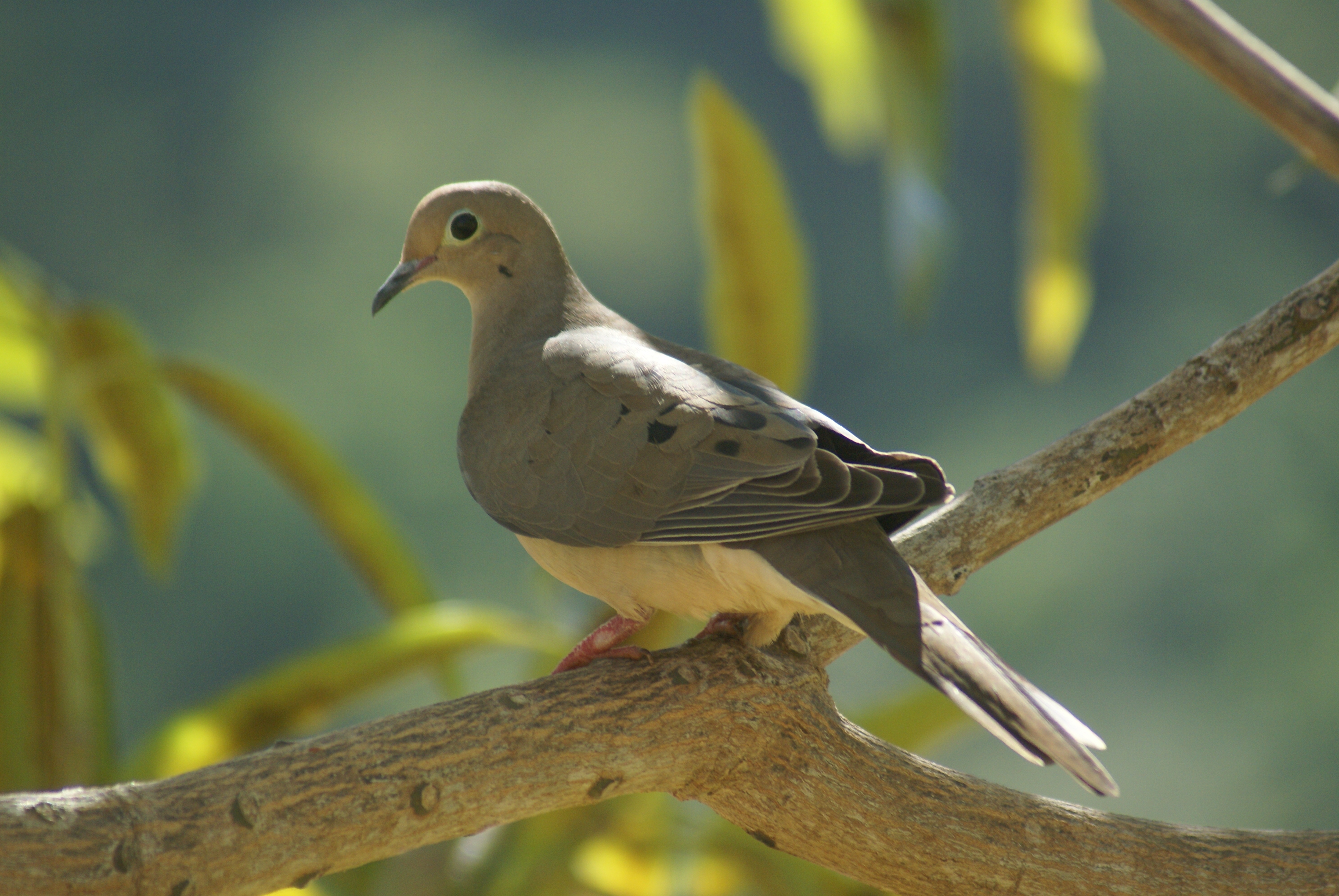 Photograph showing a White-crowned Pigeon (locally known as the Baldpate).