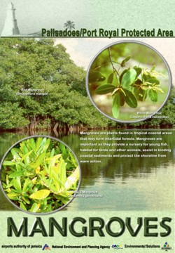 palisadoes-mangrove