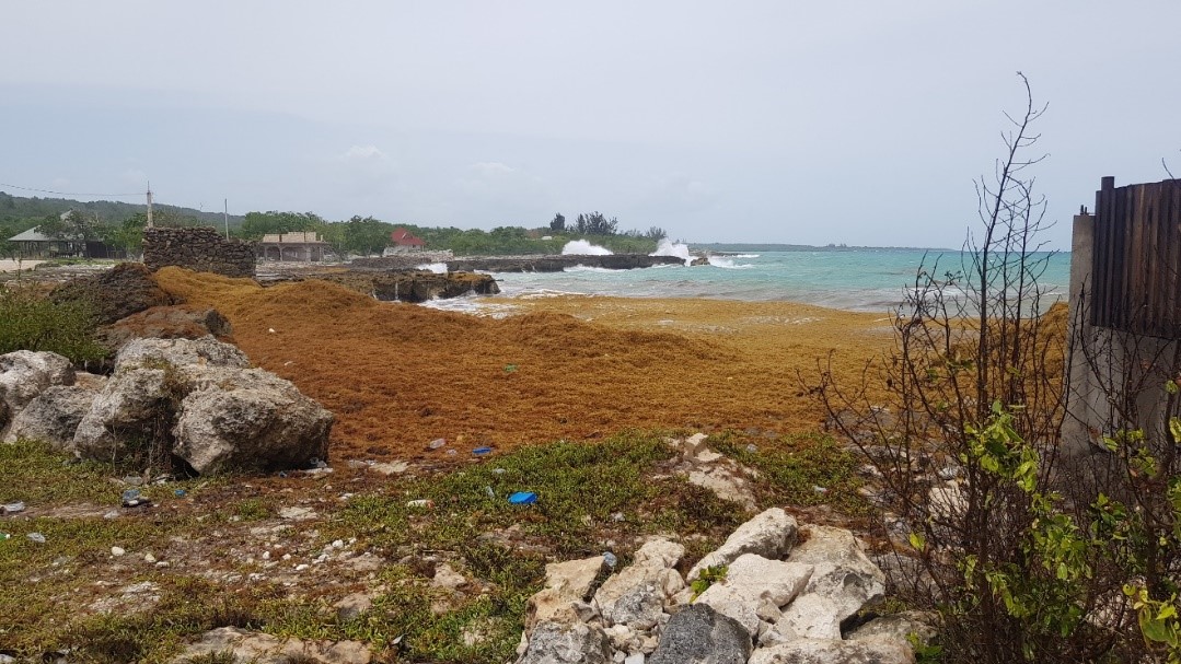 Sargassum_floating_on_the_shoreline of_Brighton_Westmoreland