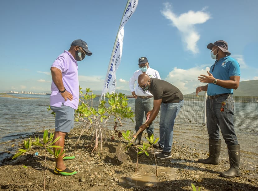 Hon. Pearnel Charles Jr, MP (2nd right) plants a red mangrove seedling on an islet along the Palisadoes strip in the Port Royal protected Area and Ramsar Site on June 4, 2021 in commemoration of World Environment Day 2021. Looking on are Peter Knight (2nd left), CEO and Government Town Planner, NEPA; Vincent Sweeney, (left) - Head, Caribbean Sub-Regional Office, United Nations Environment Programme and Camilo Trench (right) Chief Scientific Officer, Discovery Bay Marine Laboratory and Field Station.