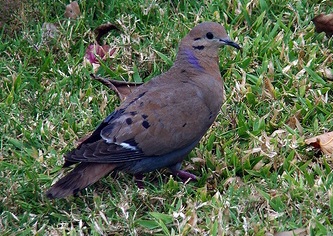 Zenaida Dove