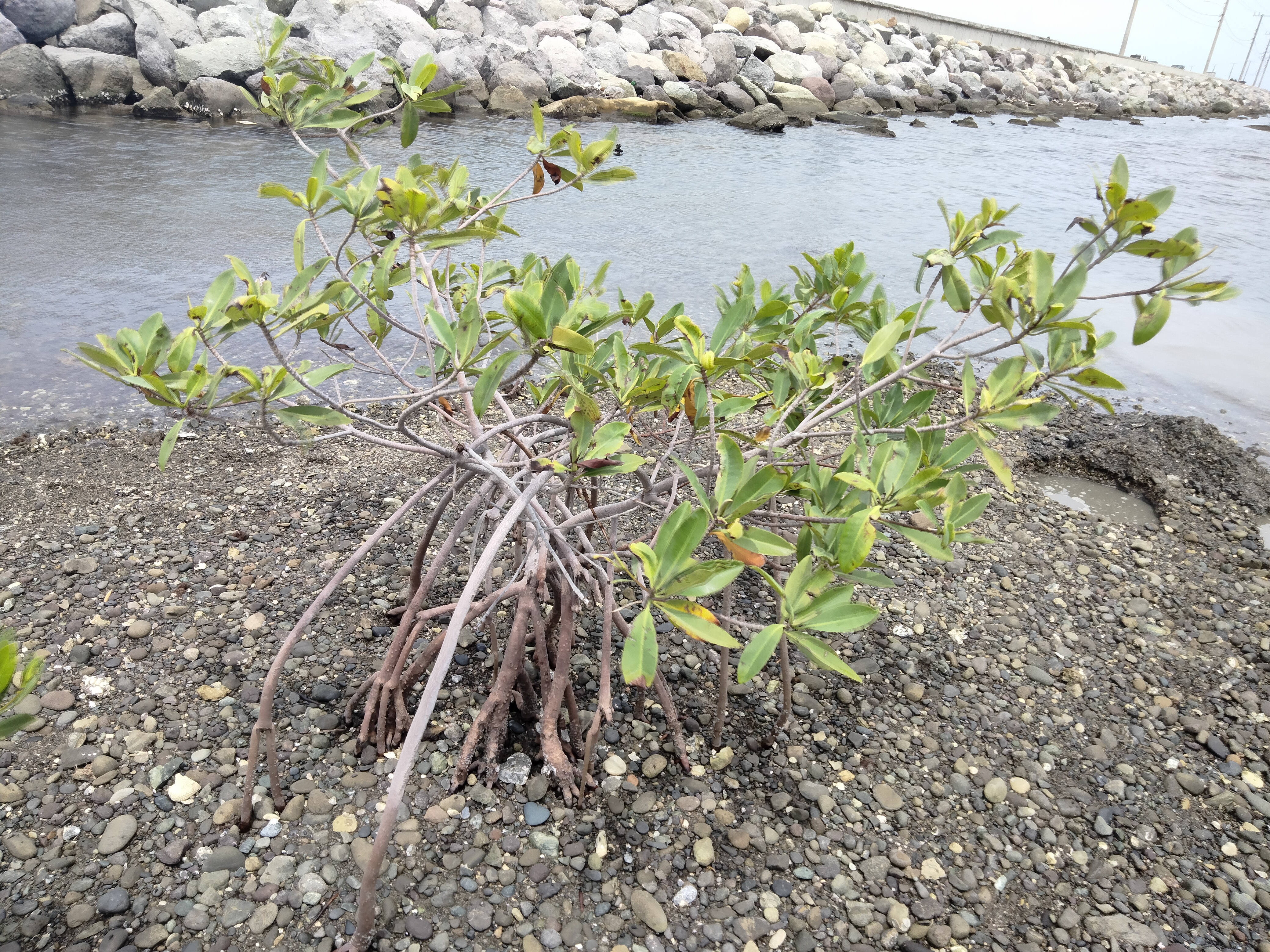 Mangroves