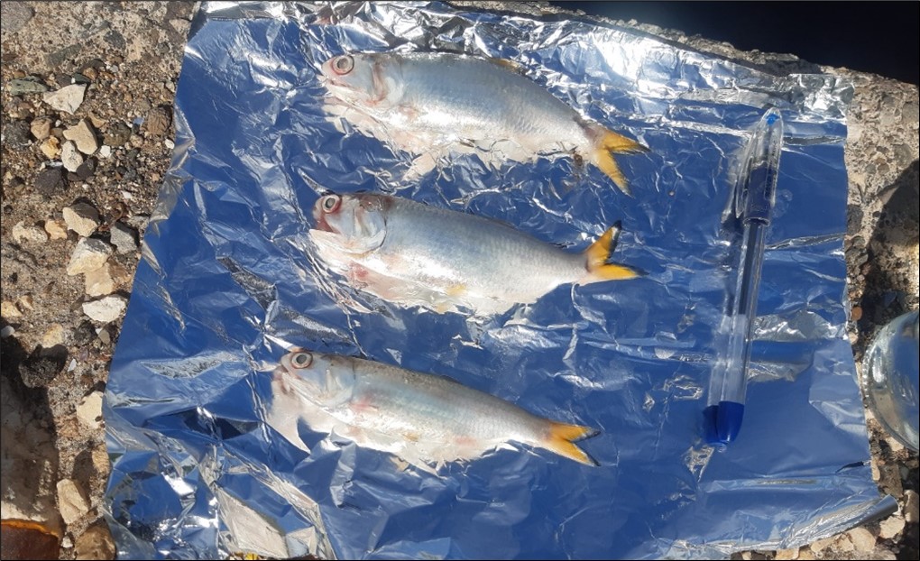 Fish samples