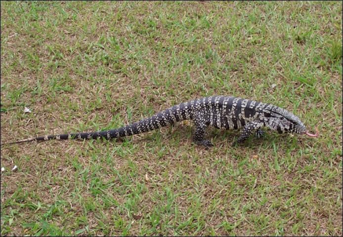 Argentine black and white tegu (Salvator merianae).