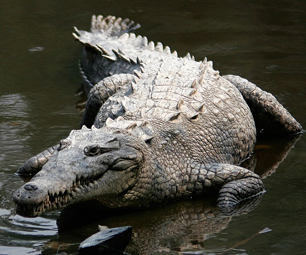 AMERICAN CROCODILE