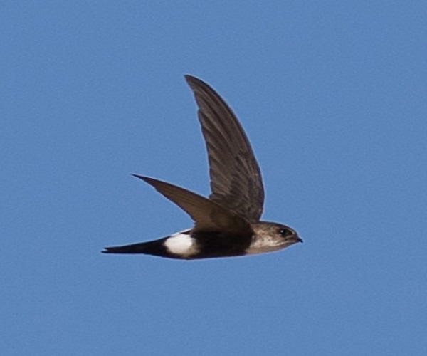 ANTILLEAN PALM SWIFT