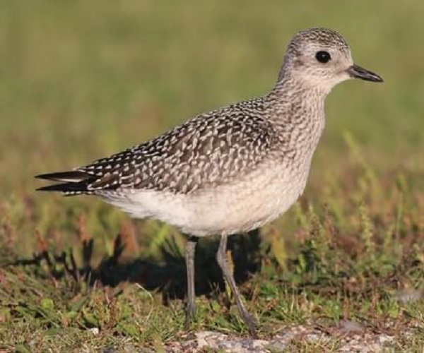 BLACK-BELLIED PLOVER