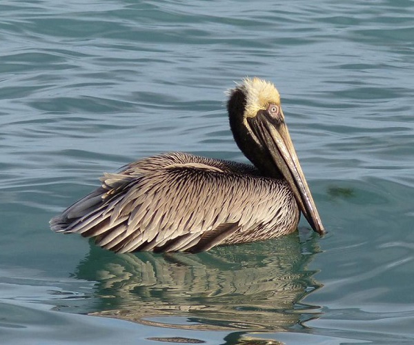 BROWN PELICAN