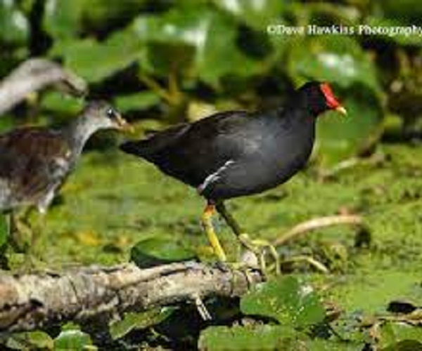 COMMON GALLINULES