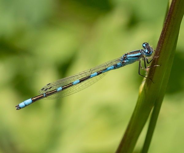 DAMSELFLIES