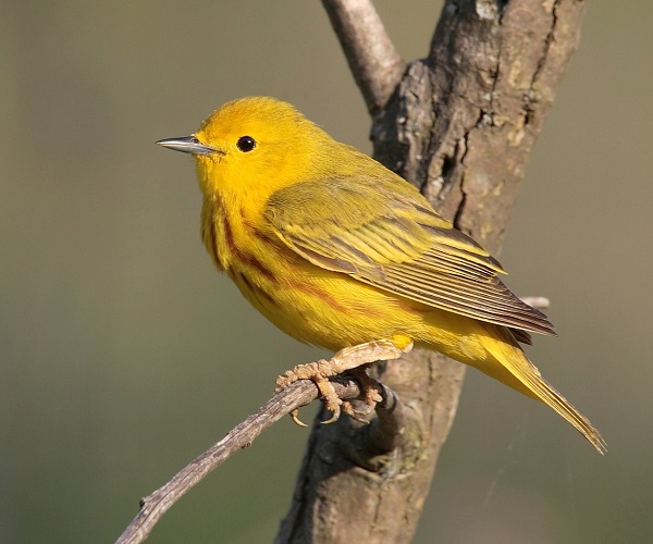 YELLOW WARBLER