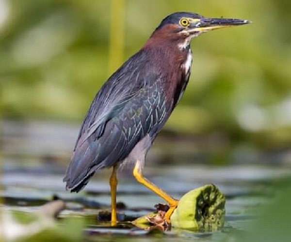 GREEN HERON