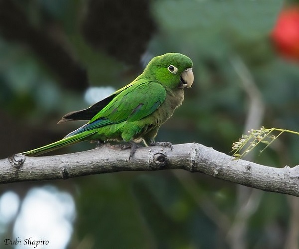 JAMAICAN PARAKEET