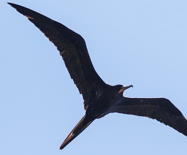 MAGNIFICENT FRIGATEBIRD