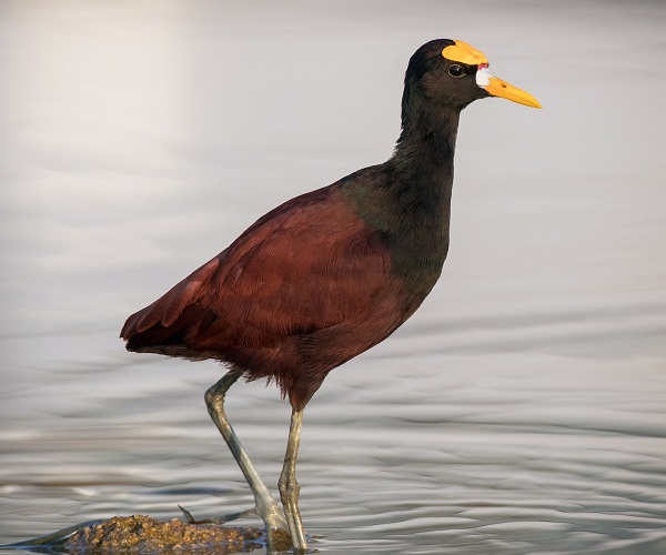 NORTHERN JACANA