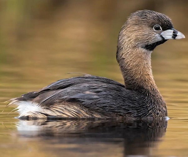 PIED-BILLED GREBE