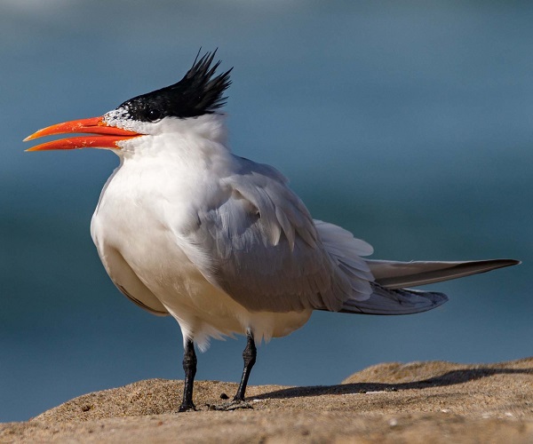 ROYAL TERN