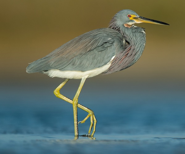 TRICOLOURED HERON