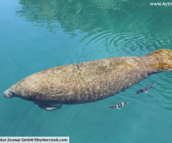 WEST INDIAN MANATEE