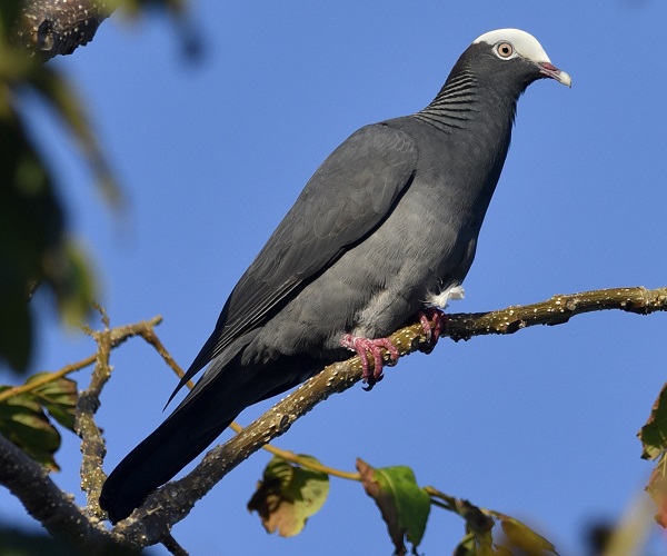 WHITE-CROWNED PIGEON