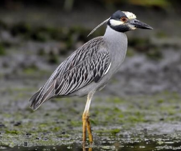 YELLOW-CROWNED NIGHT HERON