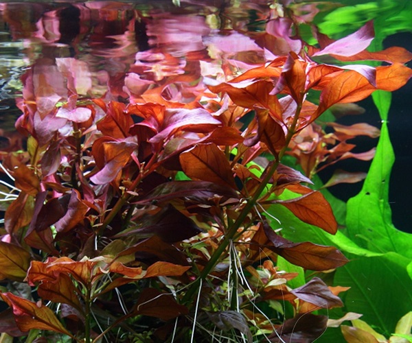 LUDWIGIA