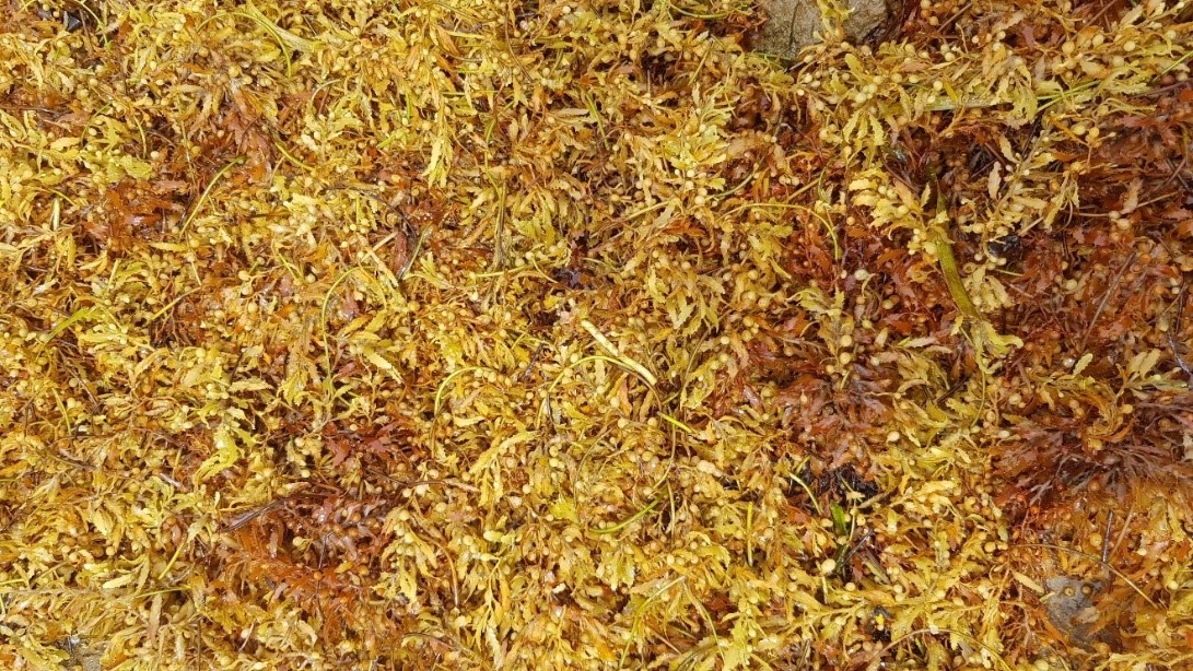 Close_up_shot_of_Sargassum