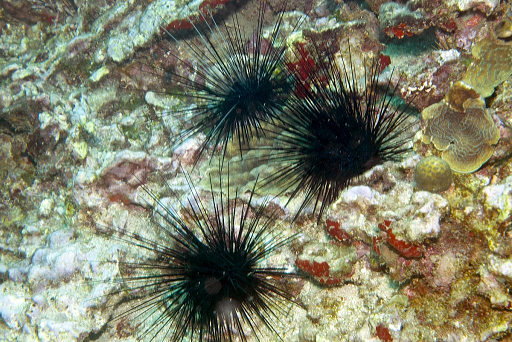 Healthy Long-spined sea urchin Credit: K. Marks, AGRRA