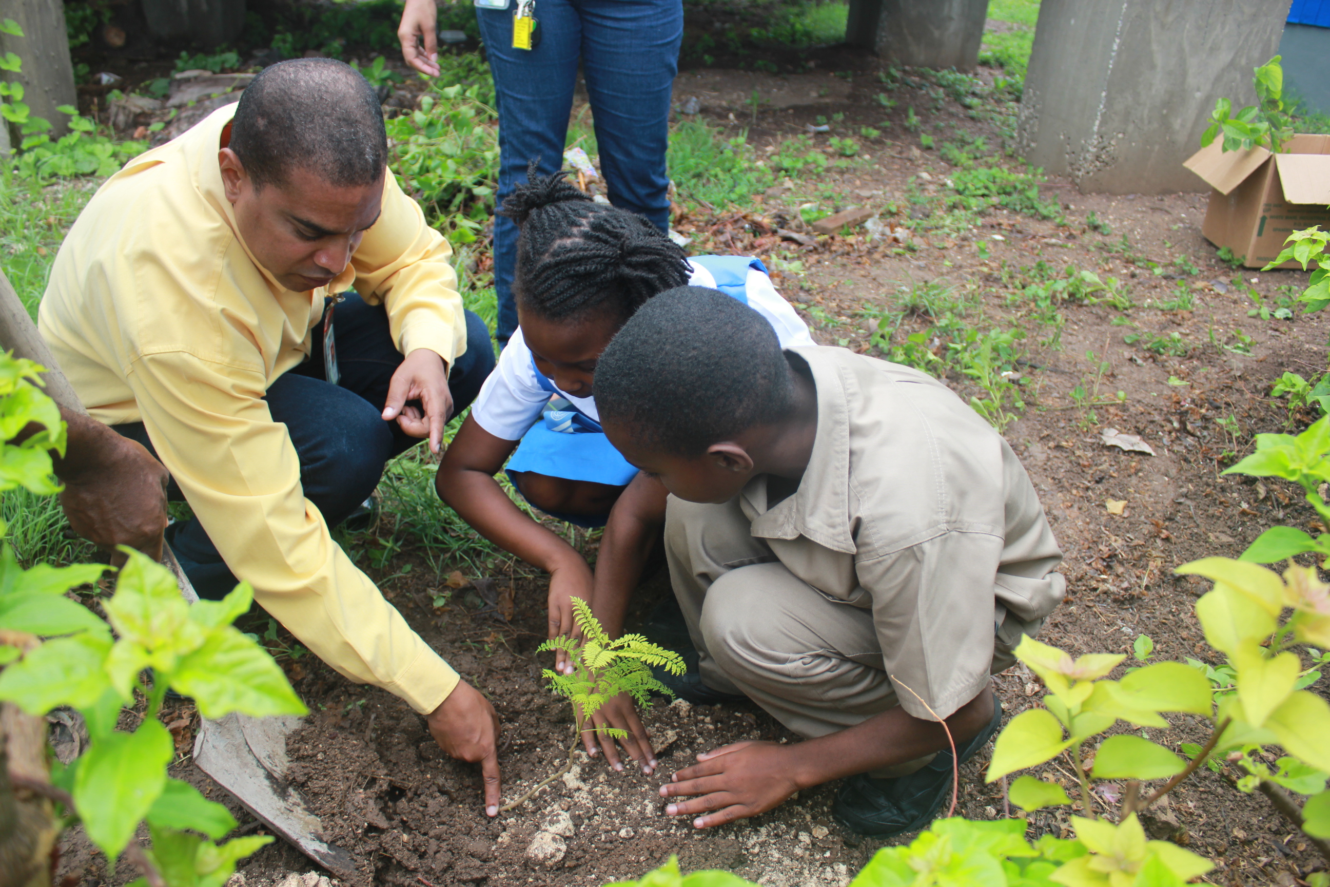 Tree planting ozone