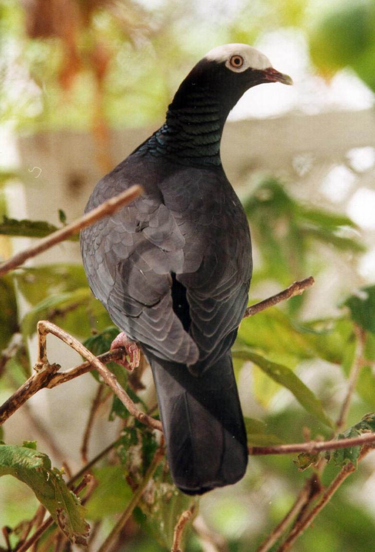 The White-crowned Pigeon (locally known as the Baldpate), is one of the four species of birds allowed for hunting.