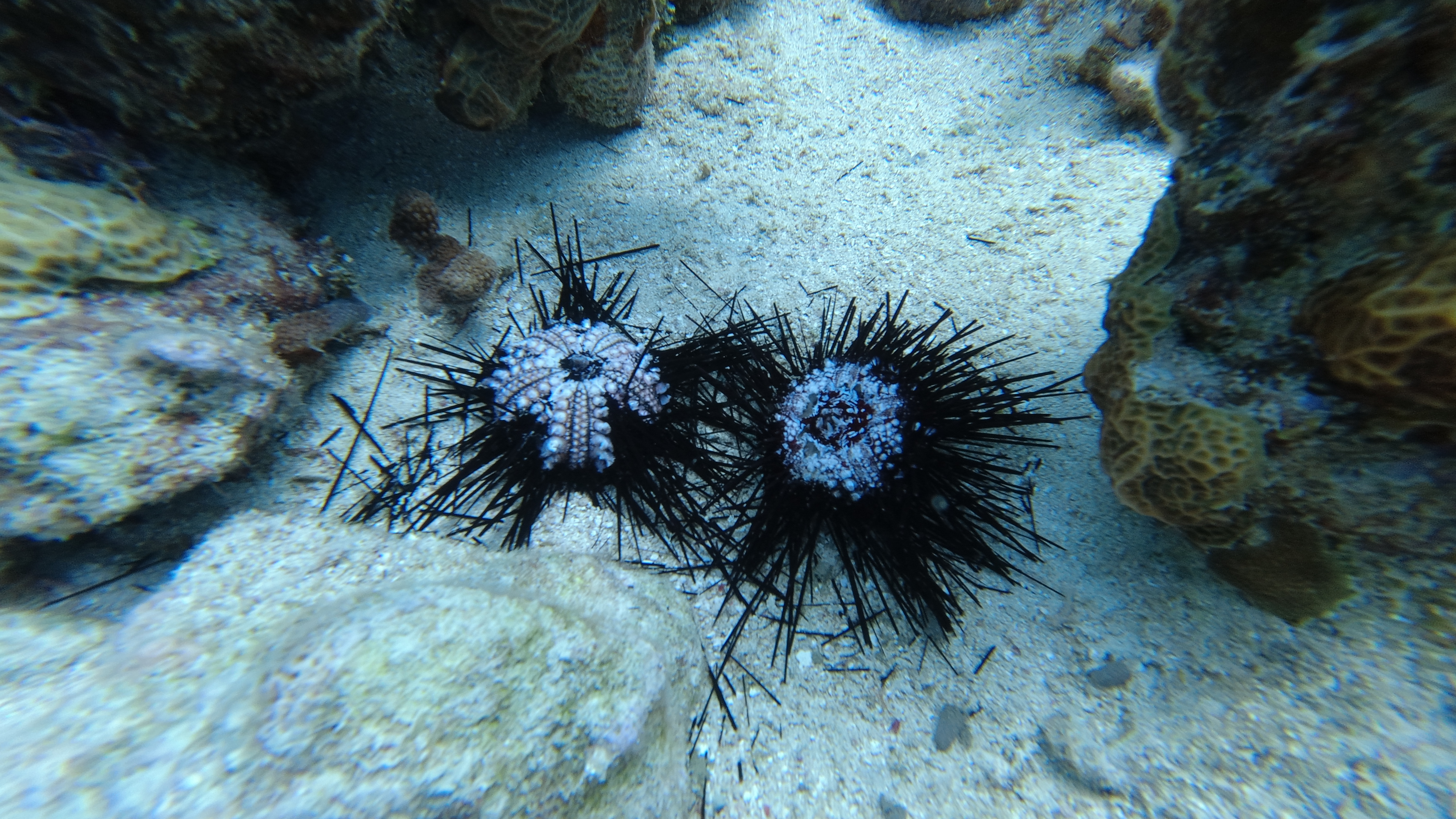 Sick, Dying/Dead Long-spined sea urchins Credit: C. May, MBMPT