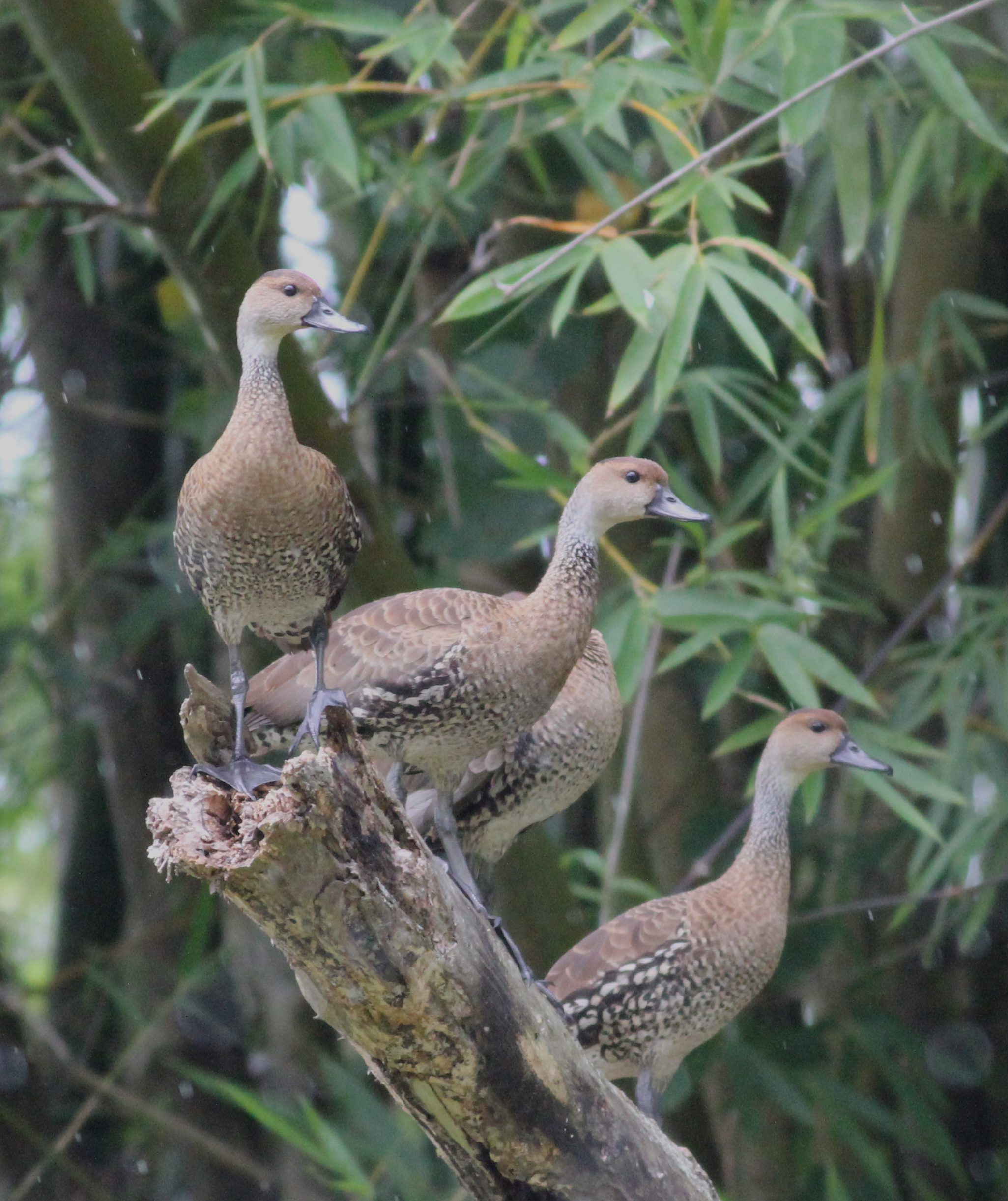 west-indian-whistling-duck