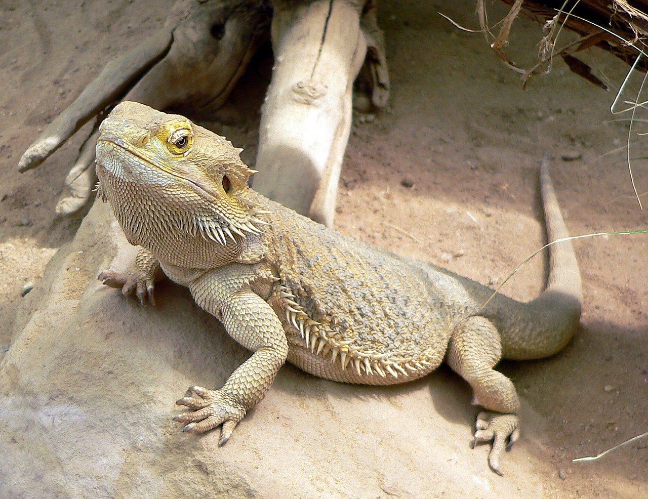 Bearded dragon (Pogona sp.)