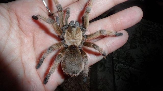 Texas brown tarantula - Aphonopelma hentz