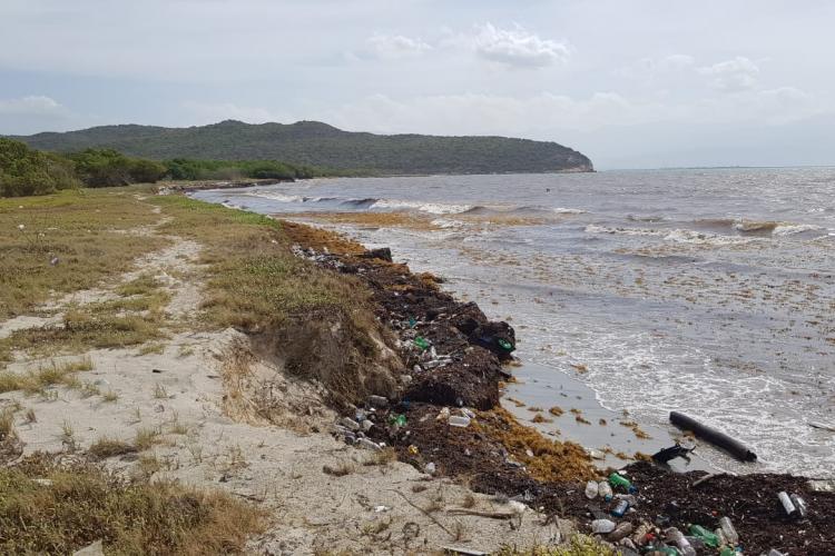 A section of the Barmouth Beach shoreline showing the buildup of Sargassum and marine litter