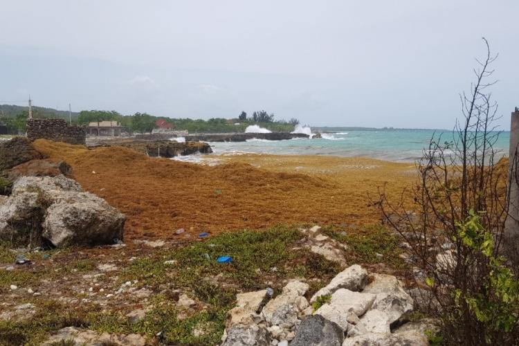 Sargassum_floating_on_the_shoreline of_Brighton_Westmoreland