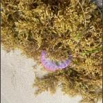 Portuguese man o war