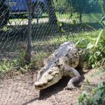 A crocodile in its natural habitat. Credit: Avoy Morgan, NEPA
