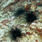 Sea Urchin